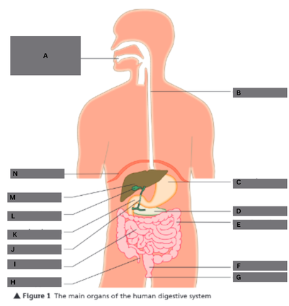 <p>Label this diagram of the human digestive system.</p>