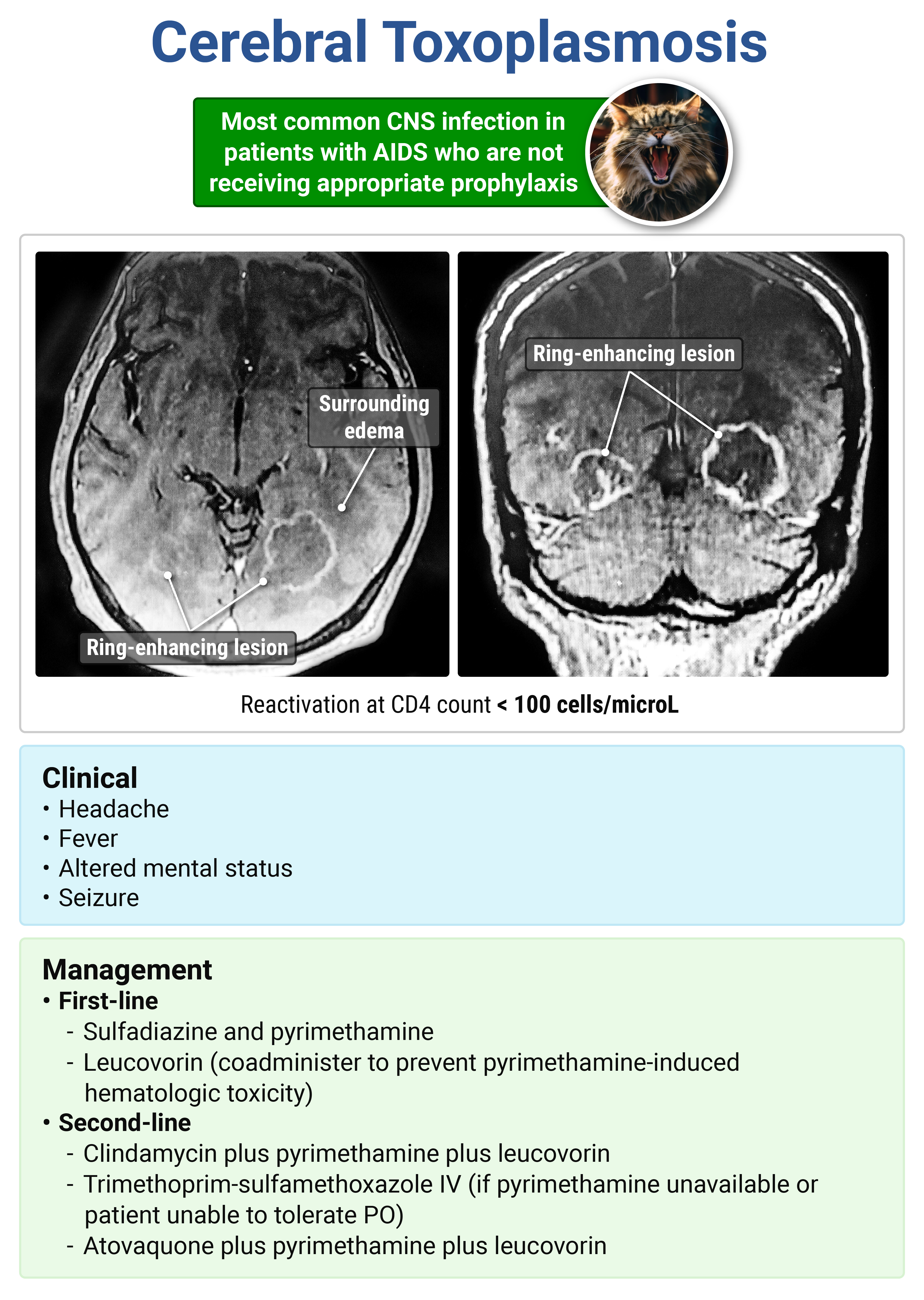 <p>toxoplasmosis</p>