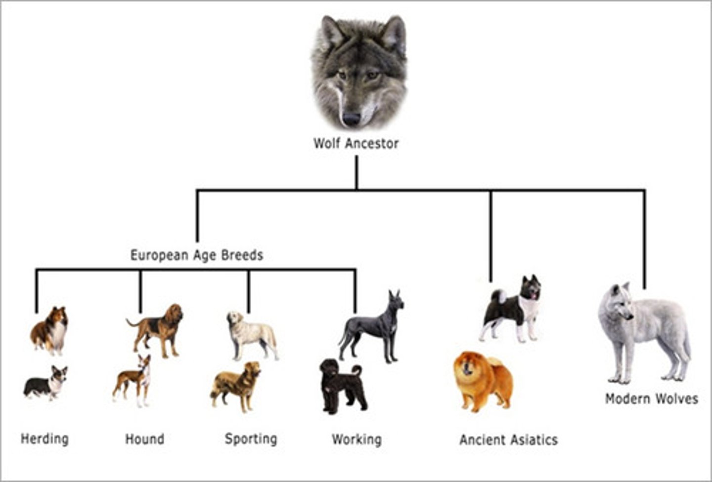 <p>v. lai tạo, giao phối, lai giống</p><p>V2: interbred</p><p>ex: Genetic studies suggest that early humans interbred with other hominins.</p><p>Các nghiên cứu di truyền cho thấy người cổ đã lai giống với các nhóm người dạng người khác.</p>