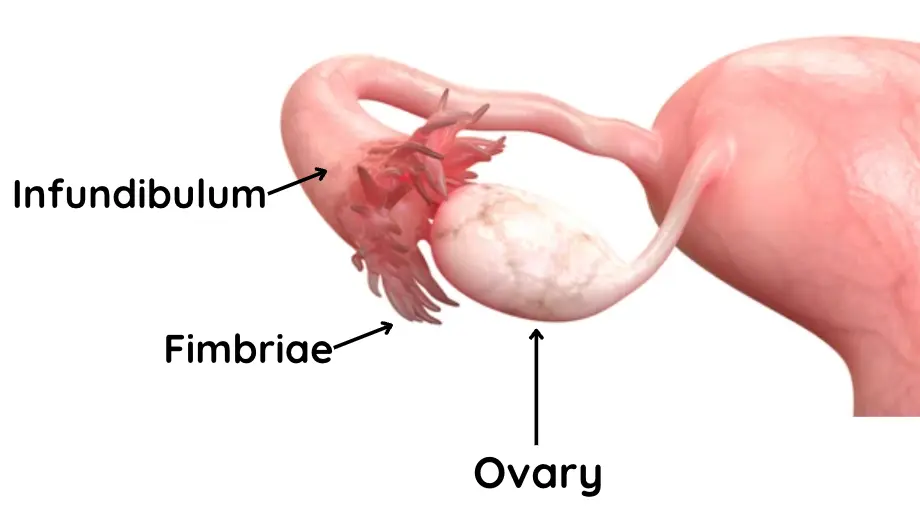 <p>Uterine tubes end closet to the ovary to form an expanded tunnel called infundibulum with numerous projections called fimbriae that extend into the pelvic cavity</p>