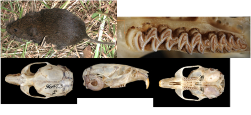 <p>What suborder, family, subfamily, genus, and species?</p>