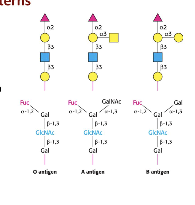 <p>A</p><ul><li><p>n-acetylgalatosamine is added to the O by a spcific glycotransferase</p></li></ul><p>B</p><ul><li><p>galactose is added by another transferase </p></li></ul><p>O</p><ul><li><p>produces no active glycotransferase</p></li></ul><p></p>