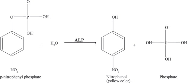 <p><strong>Using the phosphatase test: Used to determine the efficiency of the pasteurisation process as it is based on the property of the </strong><span><strong><u>heat-labile enzyme present</u> in raw milk </strong><u>which gets inactivated by heat treatment </u>such as pasteurisation, where it <strong>assesses the enzyme’s ability to free the colourless compound p-nitrophenol (p-NP) from the <mark data-color="yellow" style="background-color: yellow; color: inherit;">yellow-coloured anion, p-nitrophenylphosphate (p-NPP)</mark></strong></span></p>
