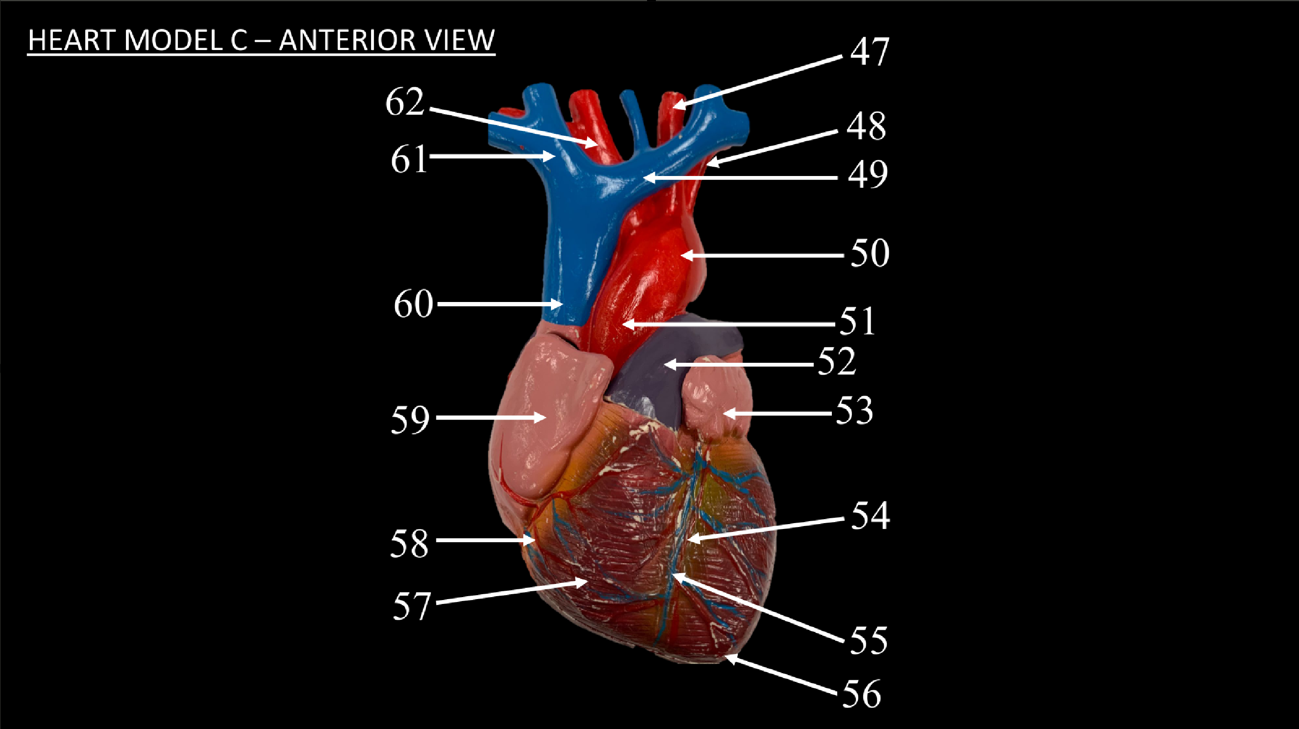 <p>WHAT IS 48 CALLED?</p>