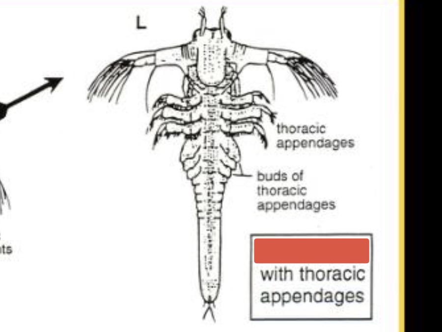 <p>later instar (thoracopods)</p>