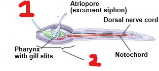 <p>What is 2 on this tunicate?</p>