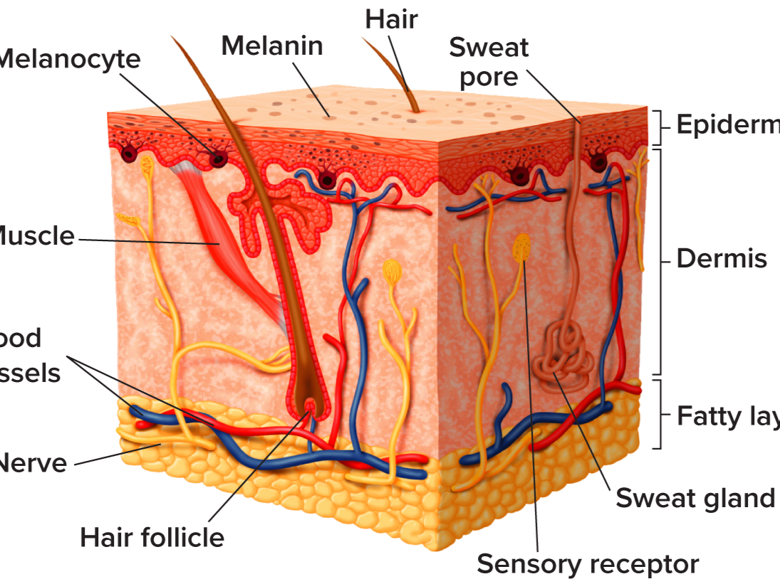 <p>integumentary system</p>