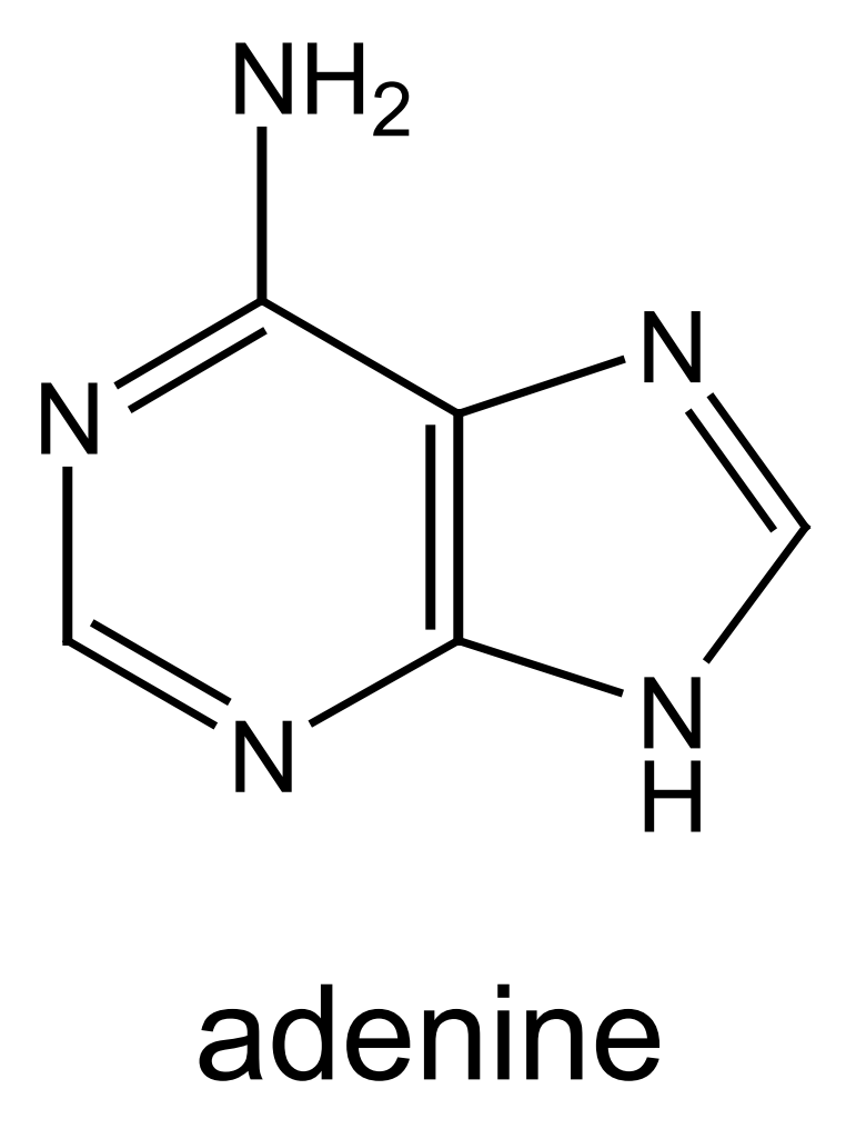<p>this is the structure of adenine - mark where on the molecule adenine bonds to deoxyribose and its base partner:</p>