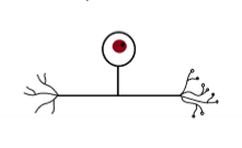 <p>Pseudounipolär nervcell</p>