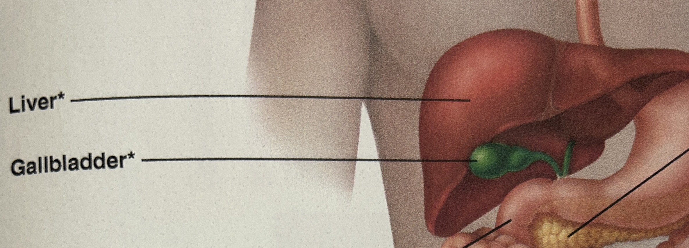 <p>gallbladder physiology</p>