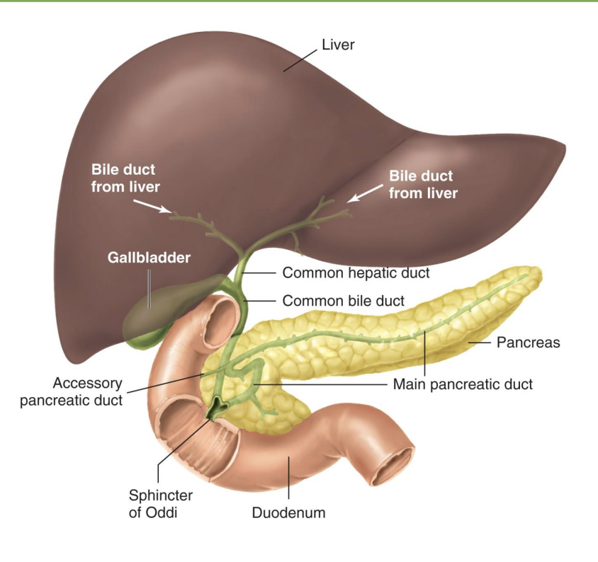 <p>-Duodenum is a “mixing bowl” for chyme and secretions from liver, pancreas</p><p>*gallbladder: stores bile</p><p>*common bile duct</p><p>*pancreas: endocrine (ex=insulin) and exocrine (=digestion)</p><p>*sphincter of Oddi/Hepatopancreatic sphincter: liver and pancreas → SI</p>