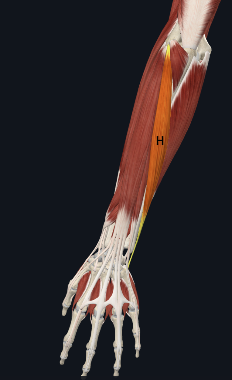 <p>H</p>