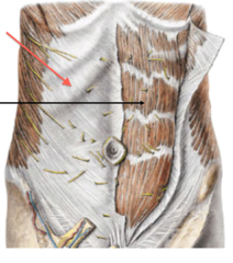 <p>Identify the structure</p>