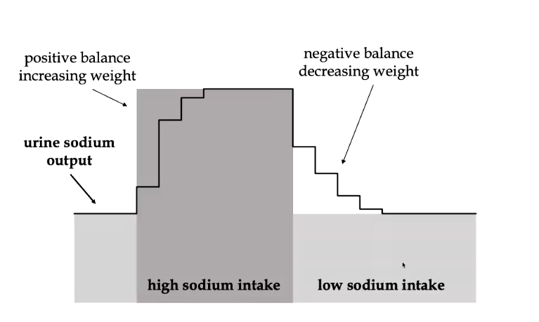 <ul><li><p>takes a few days for the body to adjust to Na+ balance</p></li><li><p>each step is about a day and represents urine sodium output</p></li><li><p>if e suddenly increase our sodium intake, our sodium input incrases dramatically (dark grey square)</p></li><li><p>takes a hile for our urine output to match this, takes a hile for aldosterone levels to drop enough so that e can excrete the sodium </p></li><li><p>results in a temporary positive sodium balance </p></li></ul><p></p>