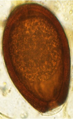 <p><span>new world camelids</span></p>