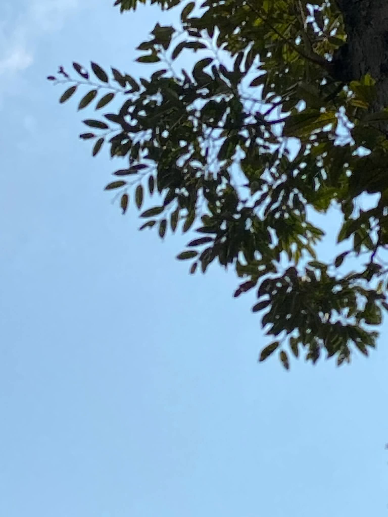 <p>Durian</p><p>Malvaceae</p><p>Tree</p><p>Sexual</p><p>Perennial</p><p></p><p>Silver leaf </p>