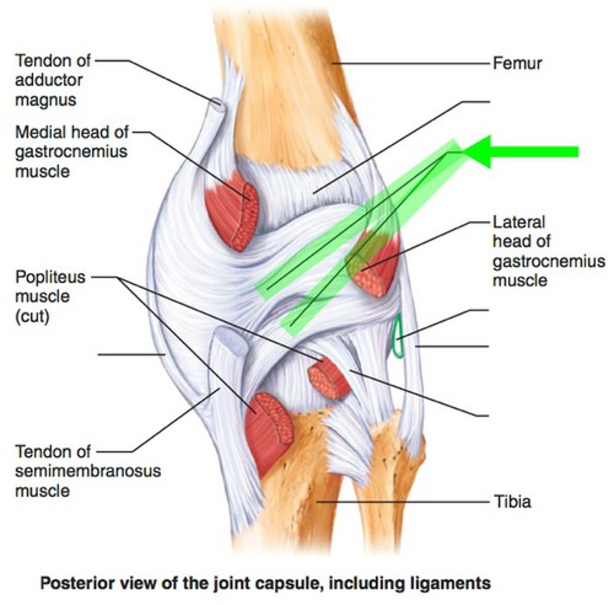 <p>Crosses the posterior aspect of the capsule. It is a part of the tendon of the semimembranosus muscle that fuses with the joint capsule and helps stabilize the joint. Provide additional stability to the posterior aspect of the knee joint</p>