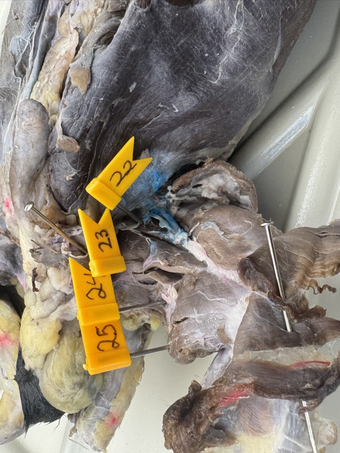 <p>Numbers:</p><p>22</p><p>23</p><p>24</p><p>25</p>