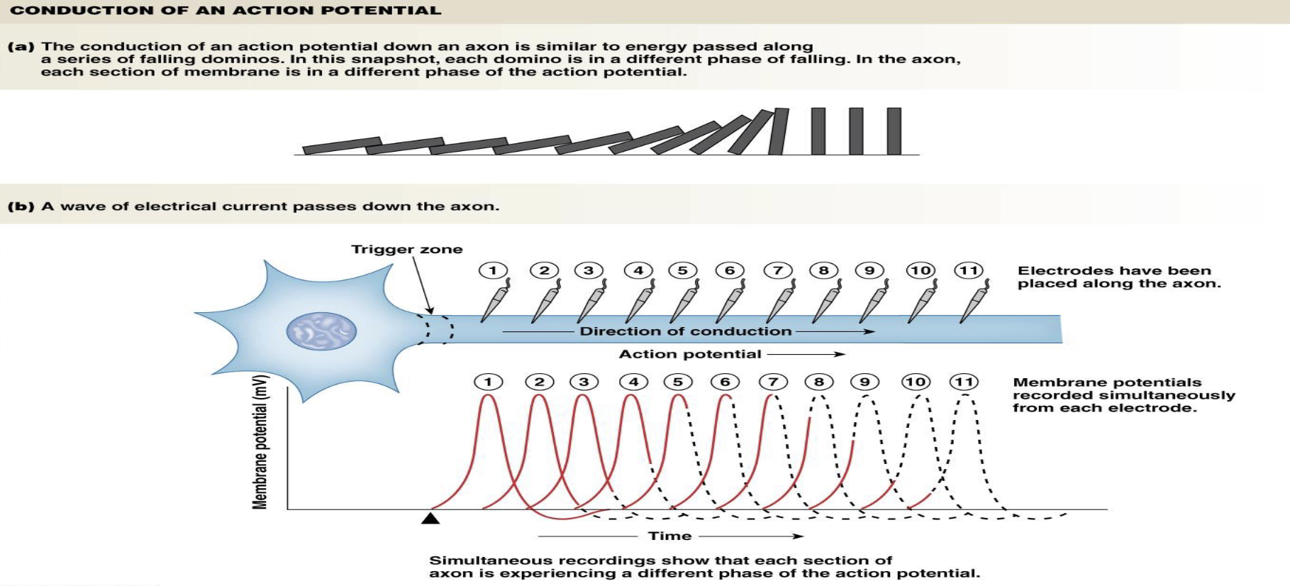<p><strong>Propagation of an Action Potential</strong></p><ul><li><p>How does an action potential propagate?</p><ul><li><p>What allows action potentials to move in one direction?</p></li></ul></li></ul><p></p>