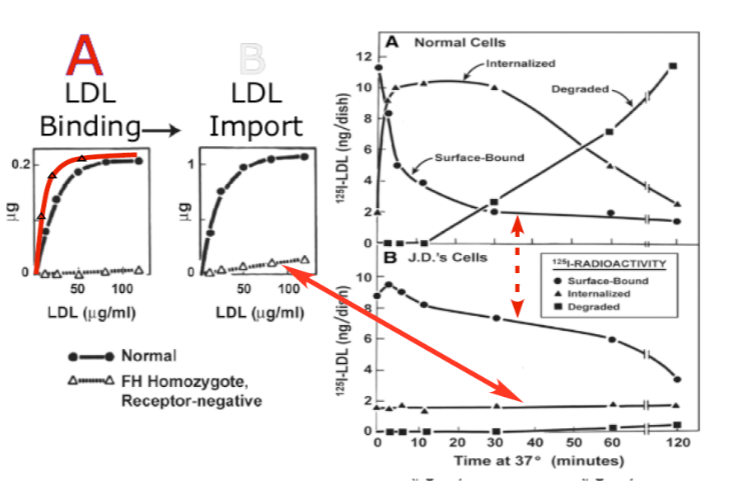 <p>The first graph: binding!</p><p></p><p>JD allele still binds</p><p>FH allele is receptor negative (no receptor at all)</p><p>So the binding step would look different, but afterwards (in the import step, for example) they’d look alike because they both fail to internalize the LDLs.</p>