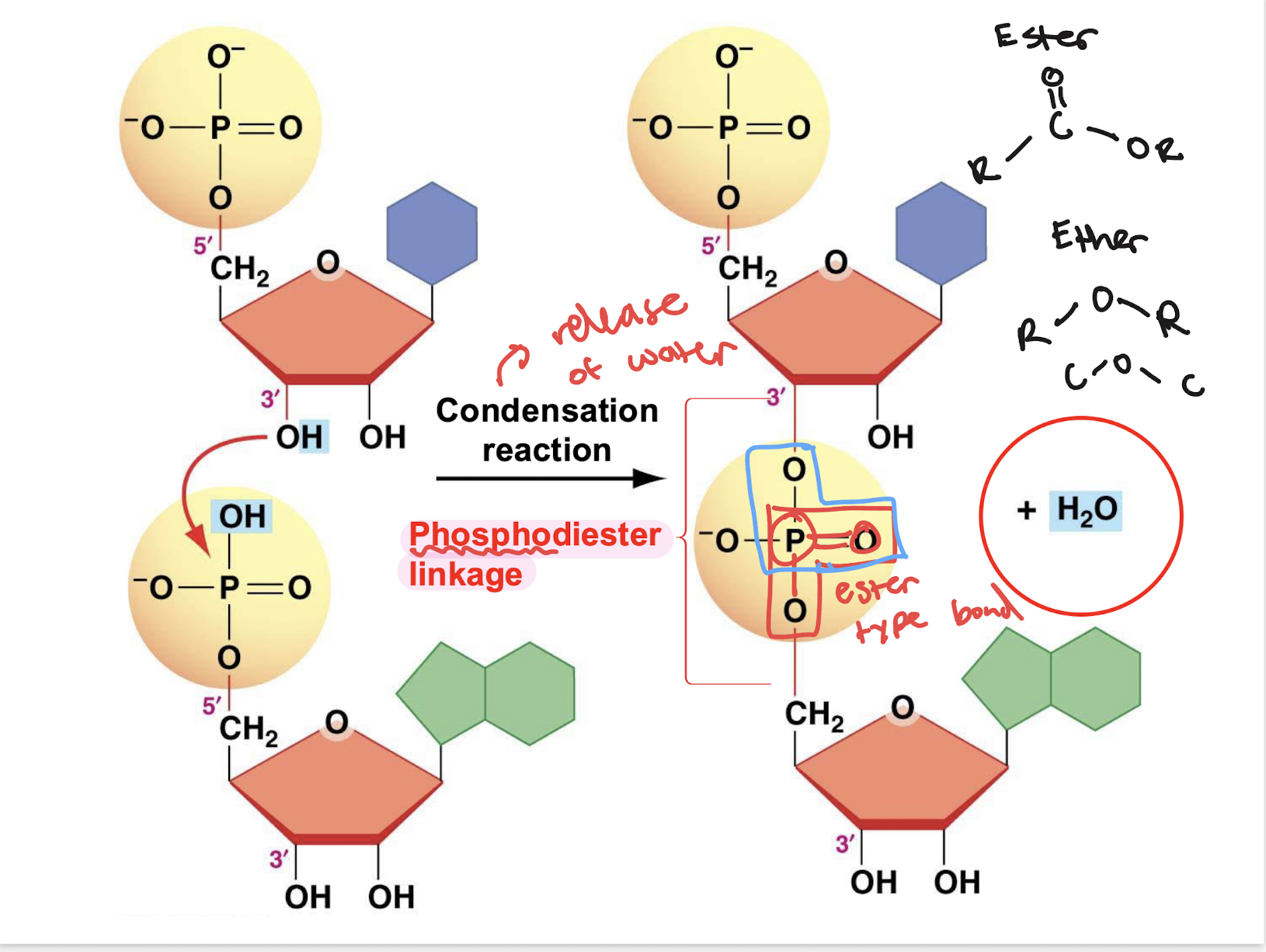 <p>Phosphodiester bond/linkage </p><ul><li><p>through condensation reaction (water released)</p></li><li><p></p></li></ul><p></p>