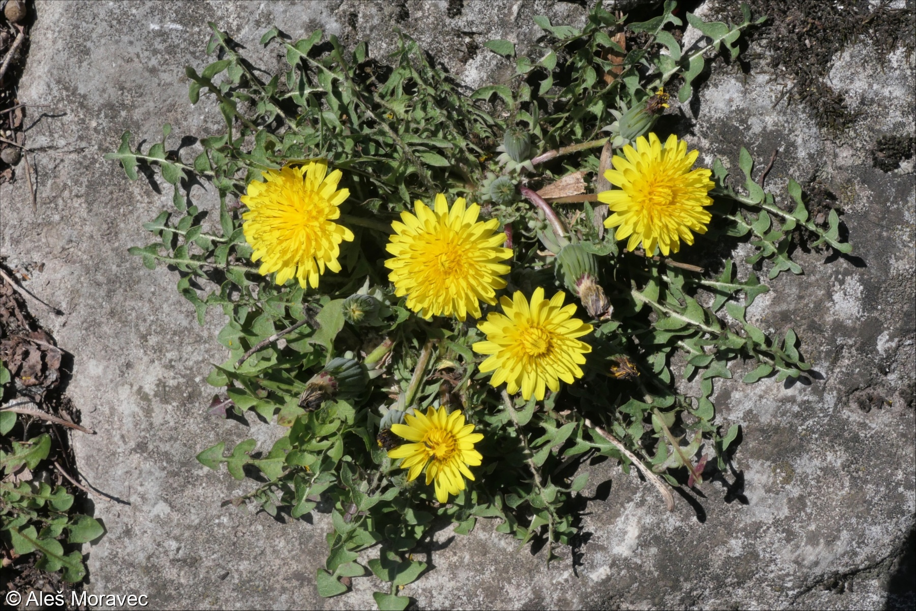 <p>červené plody, malé</p>