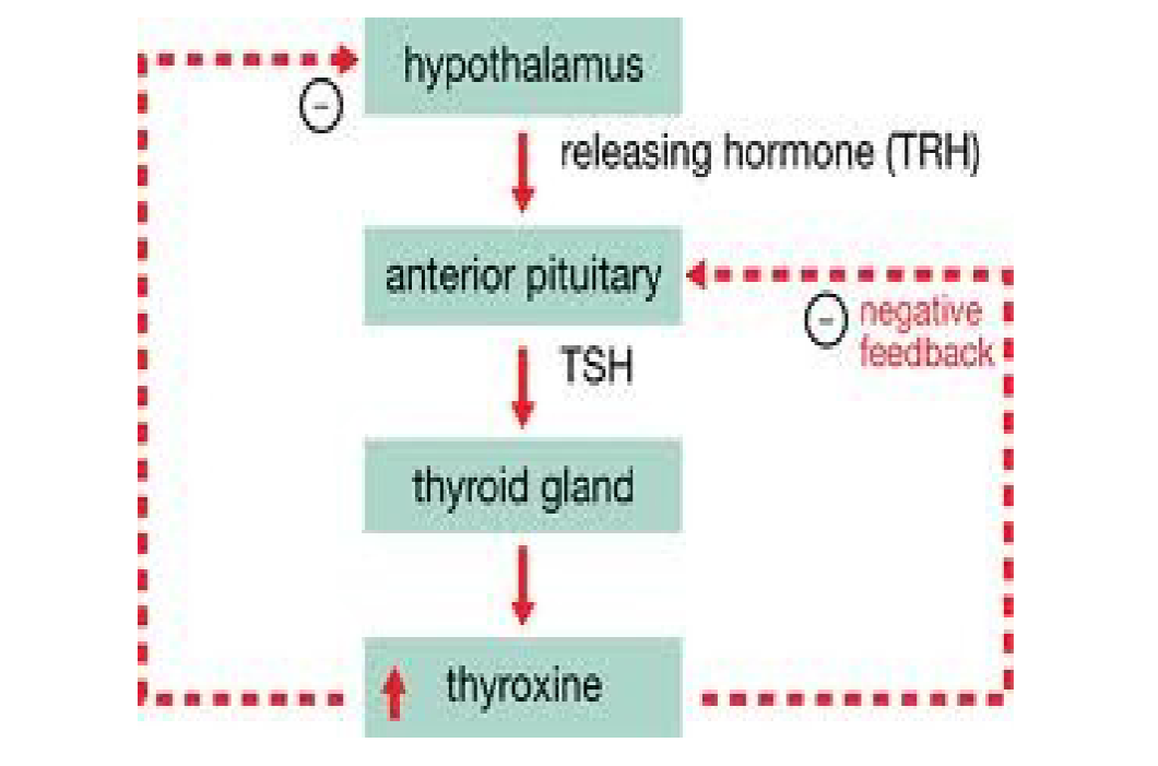 <ol><li><p>Hypothalamus secretes the first tropic hormone, called <strong>thyroxine releasing hormone (TRH), </strong>into the anterior pituitary</p></li><li><p>the anterior pituitary releases the second tropic hormone, called <strong>thyroid stimulating hormone (TSH)</strong>, into the thyroid gland</p></li><li><p>the thyroid gland is stimulated to produce thyroxine</p></li><li><p>high levels of thyroxine cause negative feedback by preventing the release of either TRH (at the hypothalamus) or TSH (at the anterior pituitary)</p></li></ol><p></p>