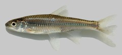 <p>Notropis volucellus</p>