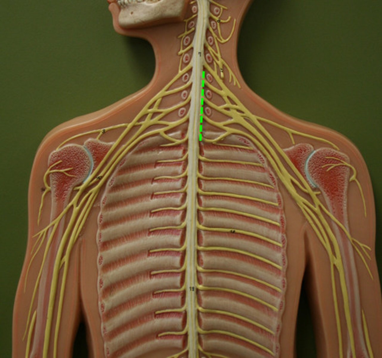 <p>brachial plexus</p>