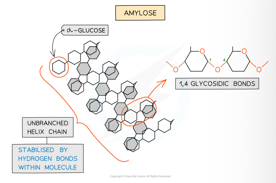 <p>unbranched helix shape</p><p>1,4 glycosidic bonds between alpha-glucose molecule</p>