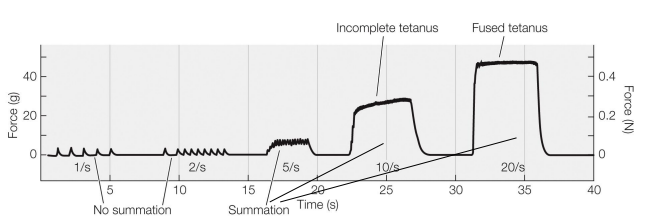 <p>• Twitch - the mechanical response of a muscle to a single action potential </p><p>• Very little force is transmitted to the skeletal structure from a single twitch </p><p>• Action potentials take 2 ms, but twitches are >100 ms in duration </p><p>• Summation – the fusion of multiple twitches into a single larger contractile force </p><p>• A tetanic contraction (tetanus) is a strong, sustained muscle contraction that occurs as a result of summation</p>