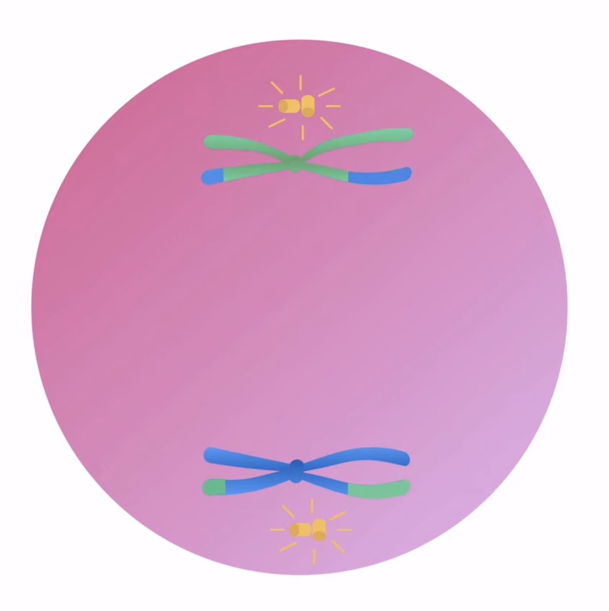 <p>What happens during anaphase 1? (meiosis)</p>