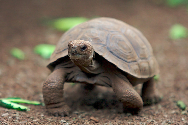 <ul><li><p>Suborder Cryptodira</p></li><li><p>super widespread</p></li><li><p>Africa, Asia, S NA, SA</p></li><li><p>tortoises</p></li><li><p>15 genera, 60 species</p></li><li><p>largest on land</p></li><li><p>temperate and tropical</p></li><li><p>high domed shells</p></li><li><p>head and limbs fully withdrawn</p></li><li><p>stout limbs</p></li><li><p>herbivorous/omnivorous</p></li><li><p>kinixys: hinged carapace genus</p></li><li><p>Island Gigantism</p></li><li><p>Gopher tortoise: keystone species, many species use their burrows, SE US</p></li></ul><p></p>