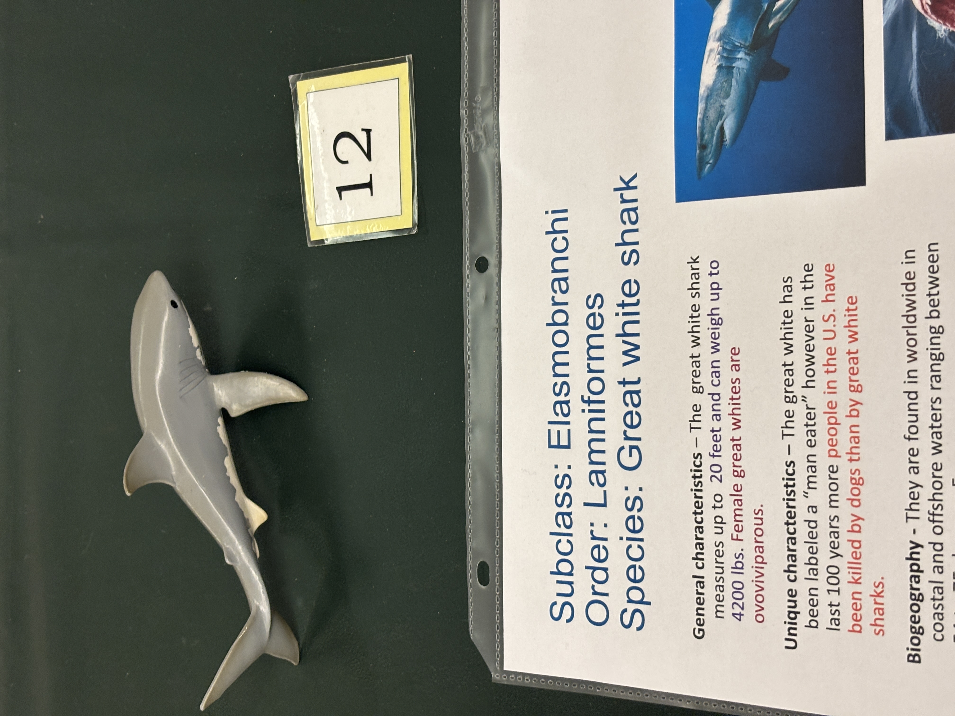 <p>order Lamniformes - great white shark</p><p>How big do great white get</p>