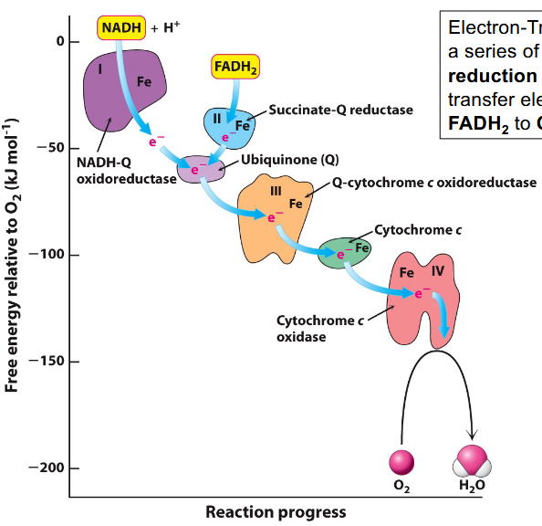 <p>a series of coupled oxidation–reduction (redox) reactions that transfer electrons from NADH and FADH2 to Oxygen</p>