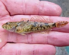 <p>Cottus cognatus</p>
