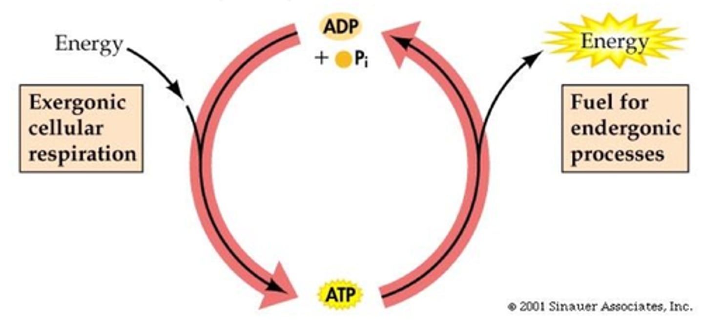 <p>a chemical reaction in which an exergonic reaction powers an endergonic reaction</p>