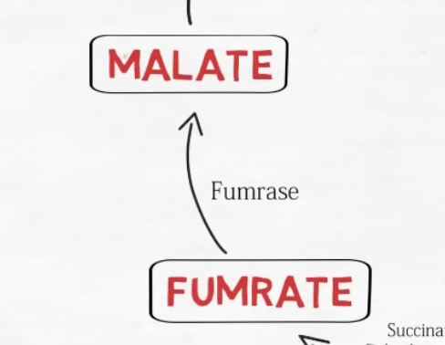<p>Succinate ---> Fumarate. Enzyme: Succinate Dehydrogenase (Complex II of ETC). Cofactor: FAD -> FADH2. Importance: Membrane-bound step. Directly linked to the inner mitochondrial membrane, oxidizing succinate and reducing FAD to FADH2.</p>