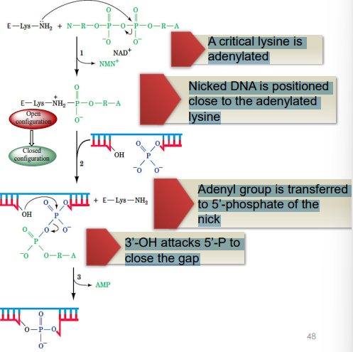 <p>has a conserved hydrophobic pocket for NAD or ATP to bind (depending on the species) &amp; a cleft for DNA binding</p><ul><li><p>A critical lysine is adenylated </p></li><li><p>Nicked DNA is positioned close to the adenylated lysine </p></li><li><p>Adenyl group is transferred to 5’-phosphate of the nick </p></li><li><p>3’-OH attacks 5’-P to close the gap</p></li></ul><p></p>