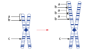<p><span>Section of a chromosome is <strong>copied</strong>, resulting in multiple copies of the same genes being present on that chromosome.<strong> </strong>There can be thousands of repeats.<strong> </strong>Extra copies of genes can alter <strong>gene expression</strong> (the amount of gene product produced), which may be <strong>harmful, neutral or beneficial</strong> depending on the gene involved. </span></p>