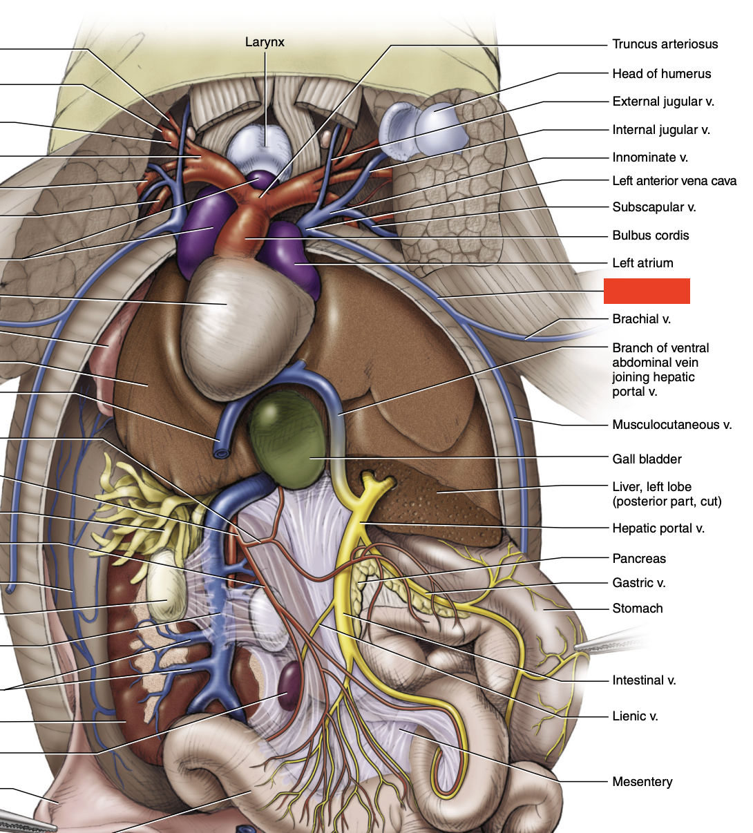 knowt flashcard image
