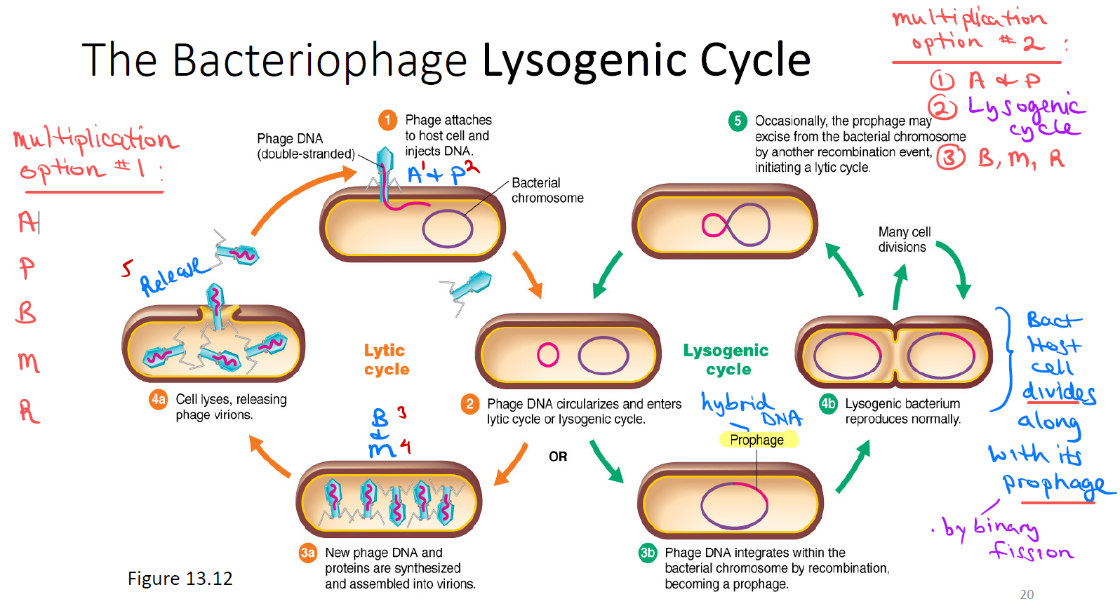 <ol><li><p>Phage conversion — non-pathogenic bacteria become pathogenic (phage carries toxin genes)</p></li><li><p>Latent viral infection — virus "hides out" in tissue like the nervous system (e.g., shingles, herpes/cold sores/genital herpes)</p></li><li><p>Transformation — virus turns on cancer-causing genes</p></li></ol><p></p>
