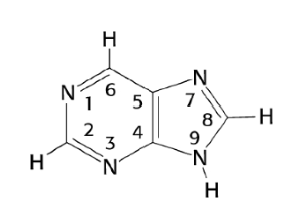 <p>Where does pentose attach on Purines</p><p></p>