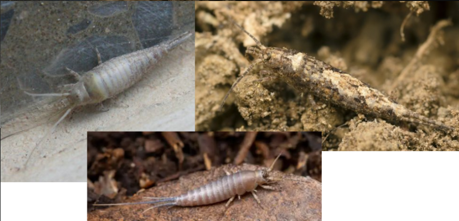 <p>ŘÁD- česky, latinsky</p><p>Podřád- /</p><p>Infrařád- /</p><p>Čeleď- /</p><p>Rod- /</p><p>Druh- /</p>