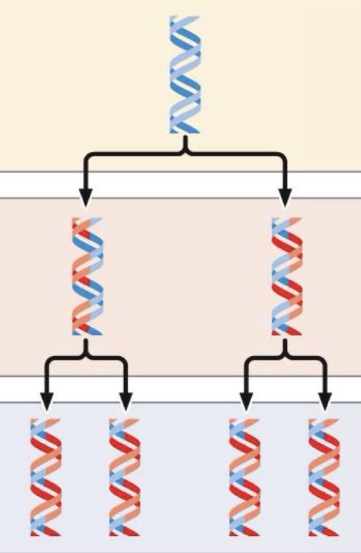 <p>Copies of DNA are hybrids of original &amp; new DNA</p>