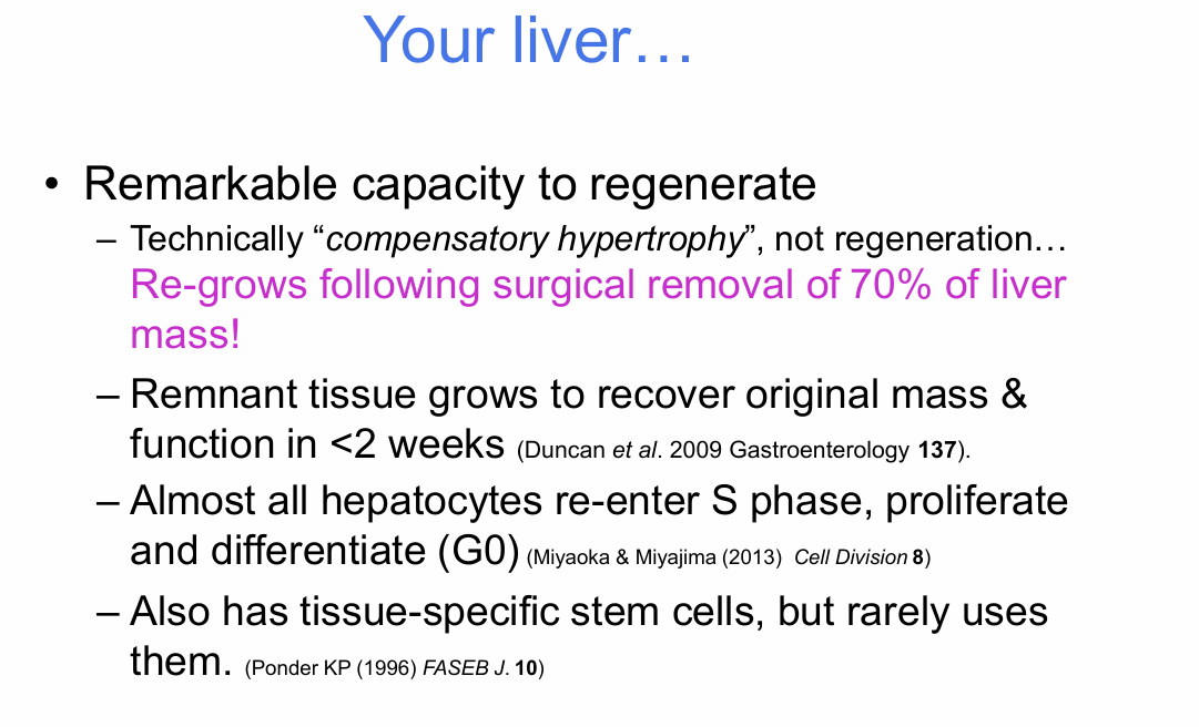 <p>After major tissue loss:</p><p>- Remaining hepatocytes can re-enter S phase</p><p>- They proliferate</p><p>- They restore tissue mass and function</p><p>- They later return to quiescence</p><p>The liver has tissue-specific stem cells, but rarely needs to use them.</p>