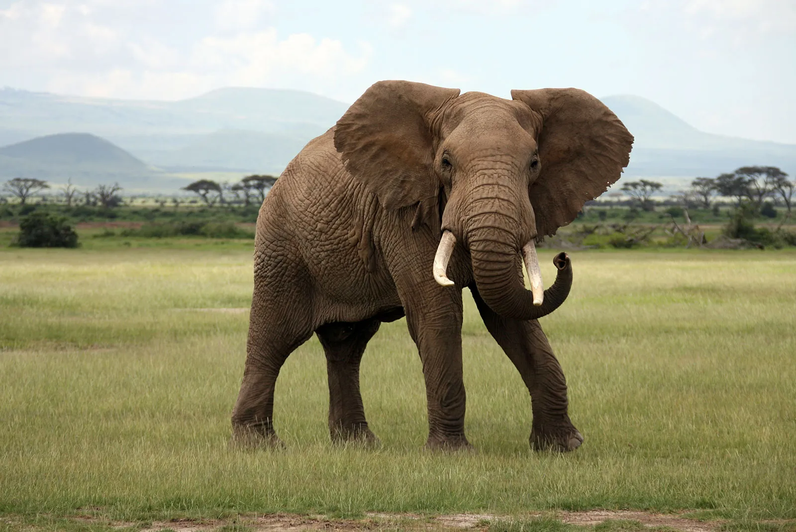 <p>African Bush Elephant</p>