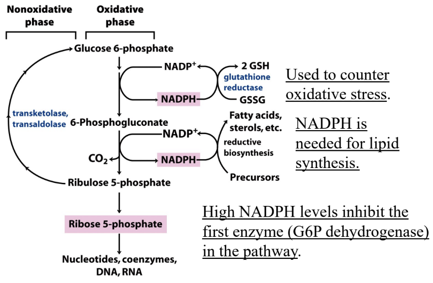 <p>How does NADPH help protect cells from oxidative stress?</p>