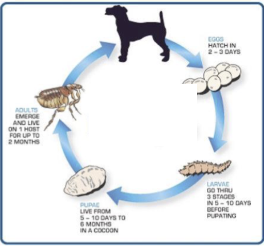 <p>Whose life cycle is this?</p>