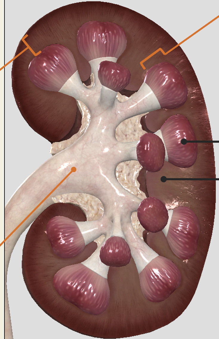 <p>renal pelvis</p>